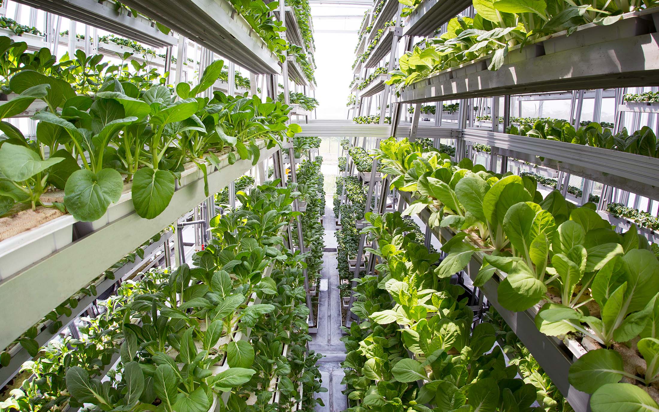 vertical agriculture